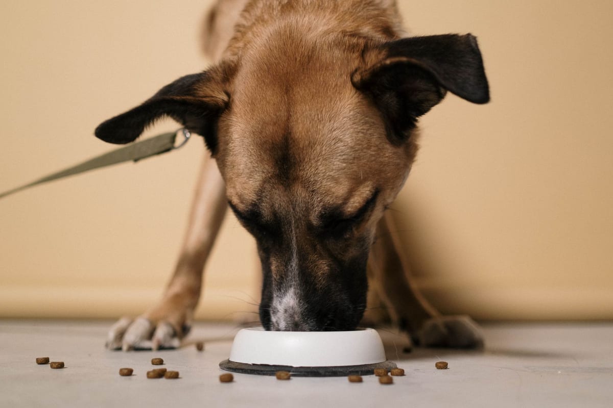 A dog eating kibble from a bowl